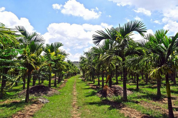 В Китае начали страховать кокосовые пальмы